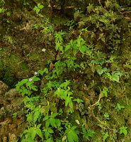 Sonerila cf. coimbatorensis, flowering population of green and brown leaved individuals on vertical shaded earth bank, Pon Mudi, Kerala, India
