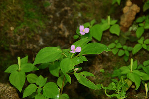 Sonerila cf. coimbatorensis, flowers with pink petals and long tubular green hypanthium, Pon Mudi, Kerala, India