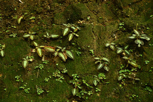 Sonerila cf. coimbatorensis, population of brown leaved individuals with a large central silver green patch, Pon Mudi, Kerala, India