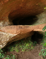Sonerila  harmandii, dense population under a rock shelter, Phu Hin Rong Kla NP, Phitsanulok, Thailand