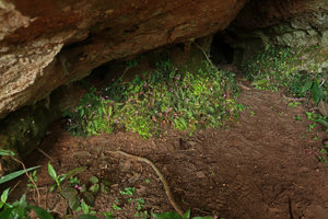 Sonerila harmandii, dense population under rock shelter, Phu Hin Rong Kla NP, Phitsanulok, Thailand