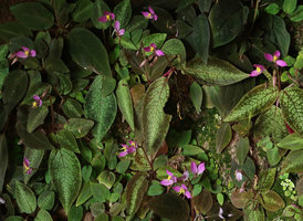Sonerila harmandii, leaves and flowers, Phu Hin Rong Kla NP, Phitsanulok, Thailan