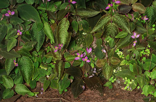 Sonerila harmandii, mixed leaf colour population, almost rosetted leaves and terminal inflorescences, Phu Hin Rong Kla NP, Phitsanulok, Thailand
