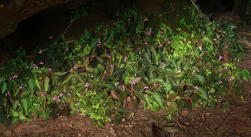 Sonerila  harmandii, mixed leaf colour population, most juvenile individuals having green iridescent leaves, just as many cave dwelling Gesneriaceae, Phu Hin Rong Kla NP, Phitsanulok, Thailand