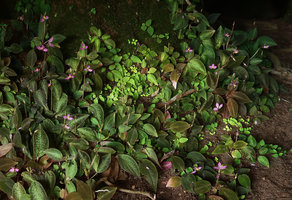 Sonerila harmandii, mixed leaf colour population, most juvenile individuals having green iridescent leaves, Phu Hin Rong Kla NP, Phitsanulok, Thailand