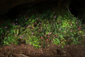 Sonerila harmandii, mixed population of green, beige, brown and variously white refringent spotted individuals creating a global visual disrupting perception, Phu Hin Rong Kla NP, Phitsanulok, Thailan