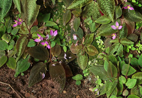 Sonerila harmandii, rosetted leaves and lengthy pedunculate terminal inflorescence, Phu Hin Rong Kla NP, Phitsanulok, Thailand