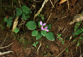 Sonerila cf. tuberosa on earth bank, Sri Dit waterfall, Khao Kho, Phetchabun, Thailand