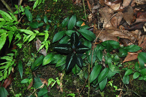 Sonerila griffithii, a black leaved form on mossy rock, Khao Yai NP, Thailand