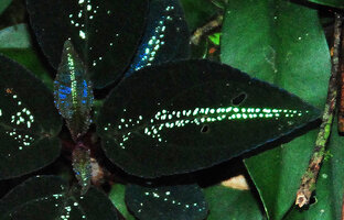 Sonerila griffithii, a black leaved form with lines of silver white dots on each side of the midrib and  blue iridescence in young leaves, Khao Yai NP, Thailand