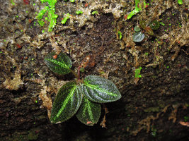 Sonerila griffithii, tubers, roots and annual shoot on granitic substrate, Gunung Ledang, Johore, Malaysia