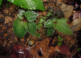 Sonerila heterostemon, Lake Kenyir, Malaysia
