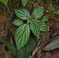 Sonerila heterostemon, Si Phang Nga NP, Thailand