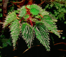 Sonerila hirsuta, close up of the long transparent hairs, Cameron Highlands, Malaysia