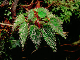Sonerila hirsuta, Kinabalu, Borneo