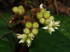 Sonerila integrifolia, flowers and maturing hairy capsules, Cameron Highlands, Malaysia