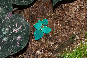 Sonerila maculata, bright blue iridescent seedling, Dearamakot FR, Sabah, Borneo