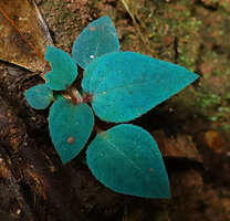 Sonerila maculata, bright blue iridescent seedling leaves, Dearamakot FR, Sabah, Borneo