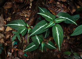 Sonerila maculata, Dearamakot FR, Sabah, Borneo