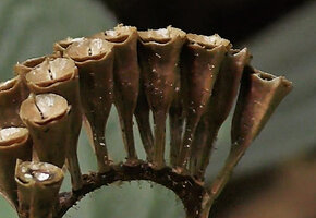 Sonerila maculata, erect triangular cup shaped capsules allowing rain splash dispersal of the tiny seeds through the operculum slits, Deramakot FR, Sabah, Borneo