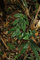 Sonerila maculata on vertical earth bank, Kaeng Krachan NP, Thailand