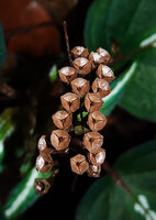 Sonerila maculata, splash cup capsular fruits, Dearamakot FR, Sabah, Borneo
