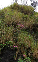 Sonerila nemakadensis among grasses on a vertical seeping rock, Munnar, Kerala, India