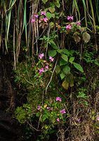 Sonerila nemakadensis and Selaginella sp. on vertical seeping rock, Munnar, Kerala, India
