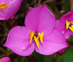 Sonerila nemakadensis, flower at anthesis, Munnar, Kerala, India