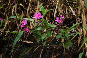 Sonerila nemakadensis flowering on a vertical seeping rock face, Munnar, Kerala, India
