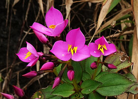 Sonerila nemakadensis, flowers at anthesis, Munnar, Kerala, India