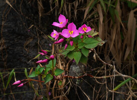 Sonerila nemakadensis, Munnar, 1800 m asl, Kerala, India