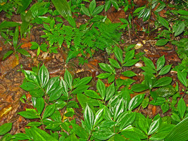 Sonerila nidularia, very similar in habit to many Argostemma and Elatostema species, Selangor, Malaysia