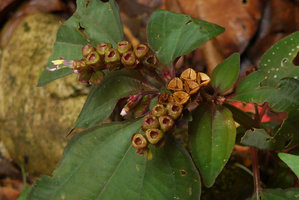Sonerila obliqua, rain splash seed dispersal capsular fruits, Harau valley, West Sumatra