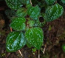 Sonerila pumila, erect transparent hairs with a white light reflecting spot at their base, Horton Plains NP, Sri Lanka
