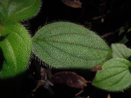 Sonerila rudis, long transparent hairs probably acting like optic fibers concentrating light and increasing the chlorophyll concentration at their base, Fraser&#039;s Hill, Malaysia