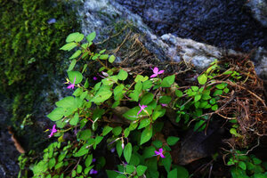 Sonerila silvatica, a clump partly uprooted due to a flash flood, Kitulgala, Sri Lanka