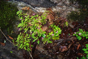 Sonerila silvatica, clump partly uprooted following a flash flood, Kitulgala, Sri Lanka