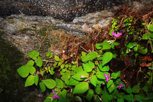 Sonerila silvatica, dense root mat maintening the plant partly fixed to the rock during flash floods, Kitulgala, Sri Lanka