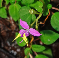 Sonerila silvatica, flower, Kitulgala, Sri Lanka
