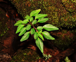 Sonerila silvatica, plagiotropic stem with strongly anisophyllous opposite leaves, Makandawa, Kitulgala, Sri Lanka