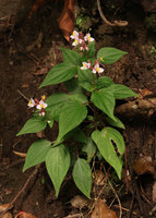 Sonerila sp., probably related to S. finetii, Doi Inthanon NP, 2000 m asl, Thailand