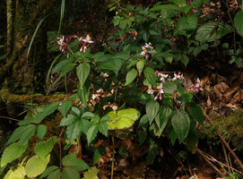 Sonerila sp., probably related to S. finetii, on mossy rock, Doi Inthanon NP, 2000 m asl, Thailand