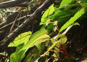 Sonerila succulenta, branched inflorescence, Cameron Highlands, 1000 m asl, Malaysia