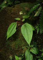 Sonerila succulenta, flowering individual, Cameron Highlands, 1000 m asl, Malaysia