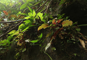 Sonerila succulenta, plain green and anthocyanic brownish individuals, Cameron Highlands, 1000 m asl, Malaysia