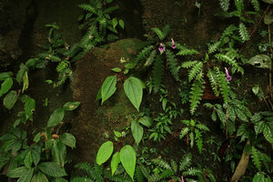 Sonerila succulenta, Ridleyandra morganii, Camptandra latifolia and Elatostema sp. on vertical mossy rock, Cameron Highlands, 1000 m asl, Malaysia