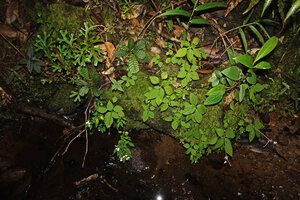 Sonerila zeylanica on mossy rock with Selaginella sp., Acrotrema uniflorum, Impatiens cf. janthina, Hedyotis sp., Fishing Hut, Maskeliya, Sri Lanka,
