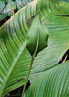Spathiphyllum commutatum, inflorescence spathe, Soya, Ambon, Moluccas