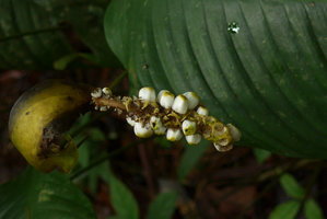 Spathiphyllum laeve infructescence, El Amargal, Arusi, Choco, Colombia